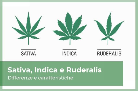 Cannabis Sativa, Indica e Ruderalis