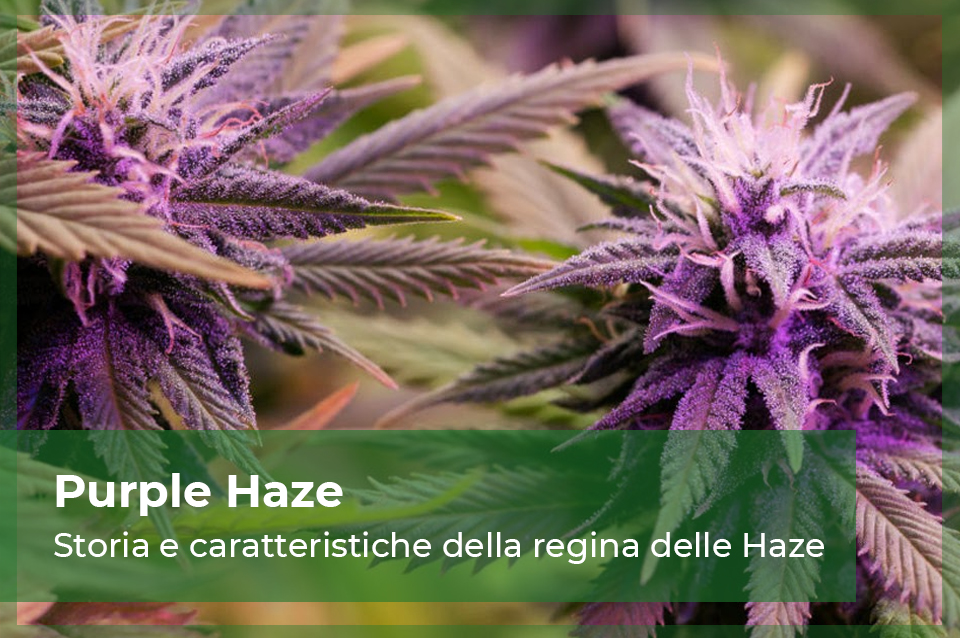 Purple Haze cannabis