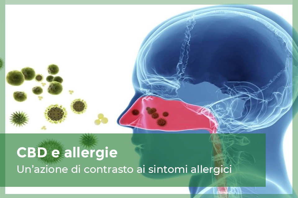 il CBD per contrastare i sintomi delle allergie