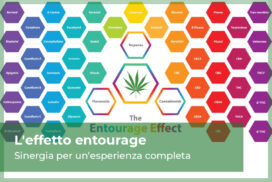 Effetto entourage nella cannabis light