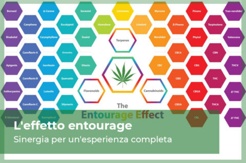 Effetto entourage nella cannabis light