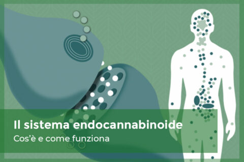 Il sistema endocannabinoide: funzioni e regolazione