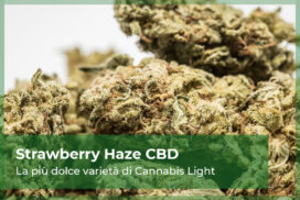 Strawberry Haze CBD