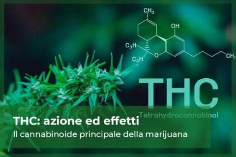 THC il cannabinoide principale della marijuana